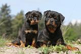 ROTTWEILER 180